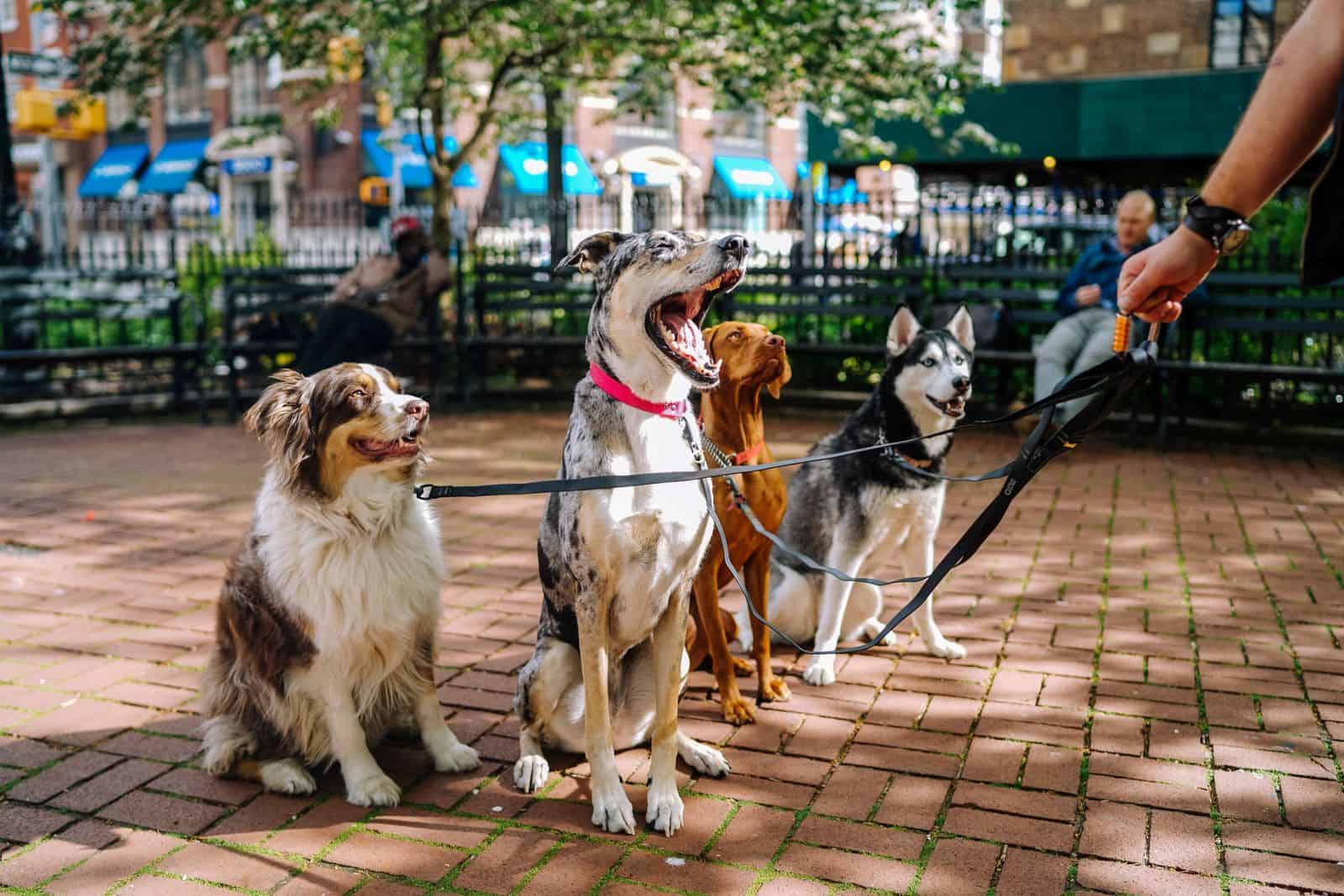 τέσσερα σκυλιά στο πάρκο φωτογραφία