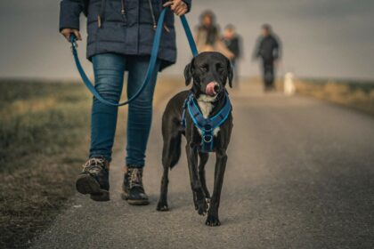 μαύρο σκυλί με κοντό τρίχωμα με μπλε κολάρο φωτογραφία
